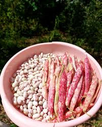 لوبیا چیتی نرم خوشپخت سنتی